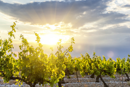 Sunset on vineyardsの写真素材