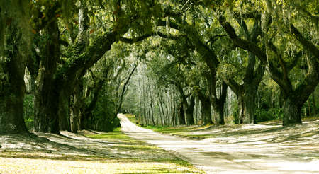 A beautiful avenue of live oak trees on a dirt road in the low country of South Carolina.の写真素材