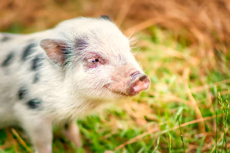 A cute juliana piglet about 8 weeks old.の写真素材