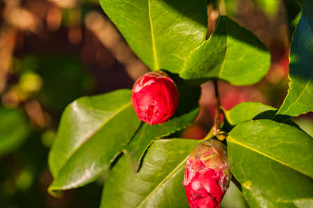 A close up of beautiful camilla buds on a bush in a garden.の写真素材