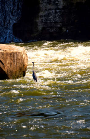A gray heron fishing by the rivers edge.の写真素材