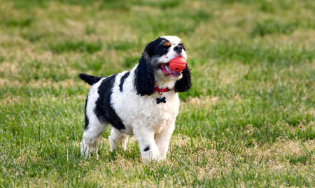 A cute party colored cocker spaniel outdoors with a red ball in his mouth.