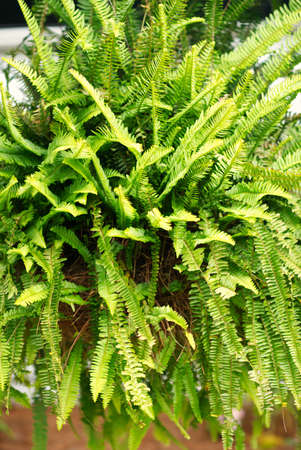 Beautiful green lush ferns growing wild in the North Carolina, US mountains.の写真素材
