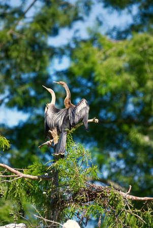 Two anhingas perched in a cypress tree with a blurred background.の写真素材
