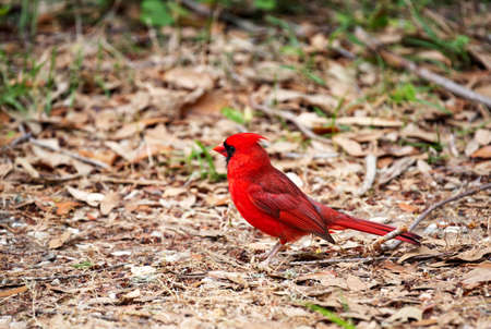 A beautiful male cardinal standing on the forest floor.の写真素材