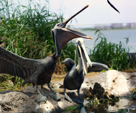 A pelican catching a small fish tossed to him.の写真素材