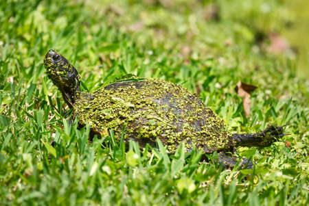 A turtle covered in duckweed walking across a lawn.の写真素材
