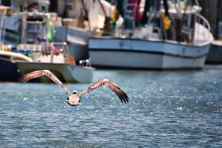 A pelican flying up Shem creek by shrimp boats near Charleston, South Carolina.の写真素材