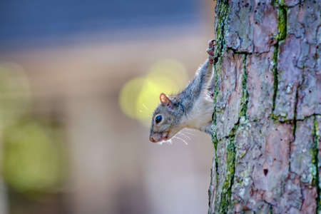 A close up of a gray squirrel looking around a tree.の写真素材