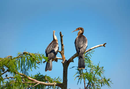 Two anhingas perched in a cypress tree with a clear blue sky in the background.の写真素材