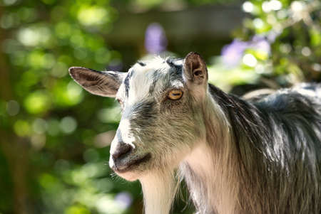 A close up of a goat.