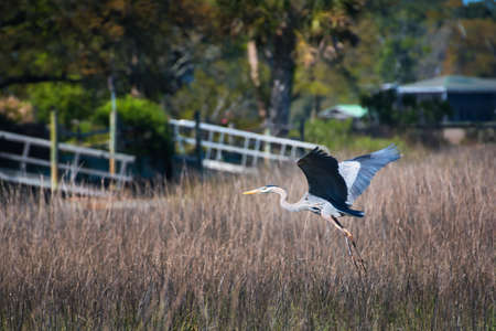 A beautiful blue heron flying low over a salt-marsh near Pawleys Island, South Carolina.の写真素材