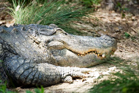A close up of the head of a large alligator on land.