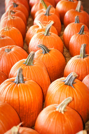 A collection of colorful orange pumpkins at market for fall decorations and jack-o-lanterns.の写真素材