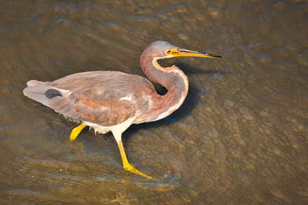 A close up of a tri-colored heron wading in shallow water.