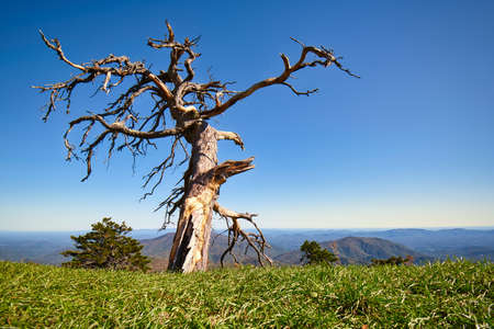 A low angle view of a dead pine tree on an overlook on the Blue Ridge Parkway in the North Carolina...