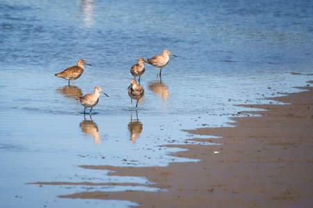 A group of sandpipers in the waters edge near Pawleys Island, South Carolina, USA.の写真素材