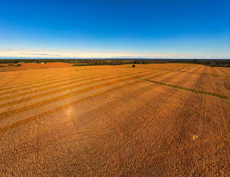An aerial view of a soybean field ready for harvest with a blue sky background.