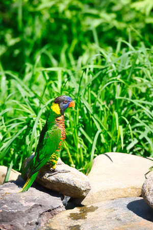 A colorful lorikeet from Australia in an exhibit in a zoo.