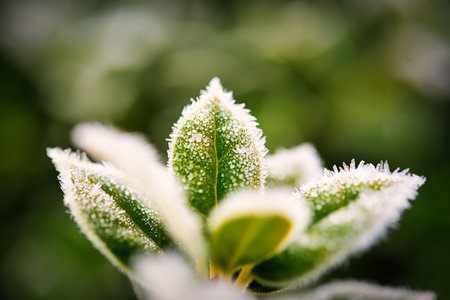 A heavy frost on the leaves of a holly bush with a blurred background.