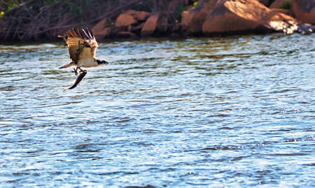 An osprey flying low over the Catawba river in South Carolina, USA, with a large fish in its talons.
