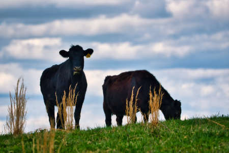 Silhouettes of black angus cows on a hilltop with a cloudy sky in the background.