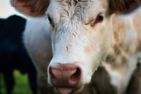 A close up of the face of a charlet cow.の写真素材