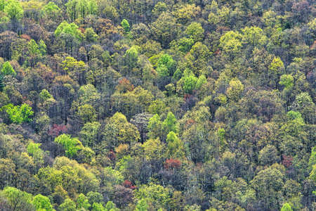 A forest on the side of a mountain as seen from a distance.