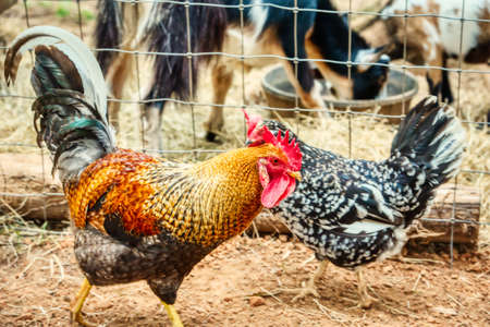 An olive egger rooster in the barnyard.