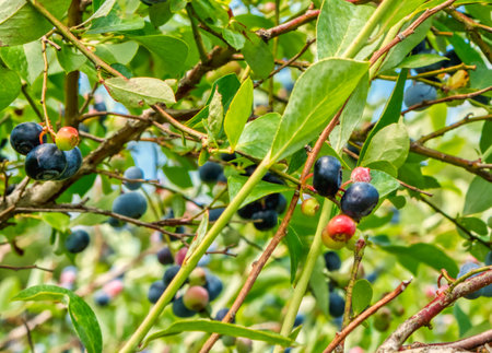 A close up of ripe blueberries on the bush.