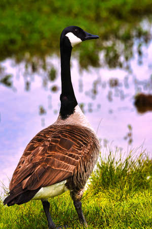 A Canadian goose standing by a lake with reflections in the water.の写真素材