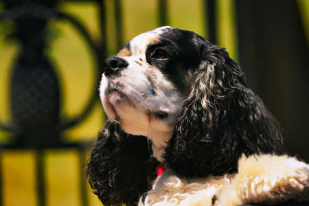 A cute party colored cocker spaniel looking across a table.の写真素材