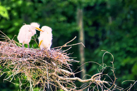 Great egret chicks standing in a nest in a rookery in a cypress tree.の写真素材