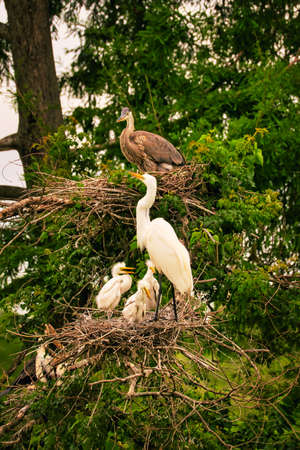 A rookery with a great egret with chicks and a blue heron in a cypress tree.の写真素材