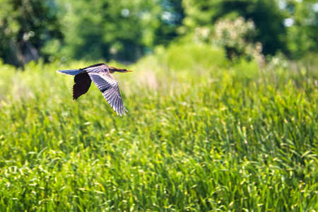An anhinga flying over a swamp in the low country of South Carolina, USA.の写真素材