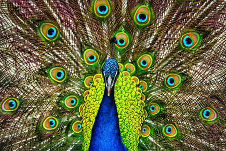 A close up of a beautiful peacock with his tail feathers spread.