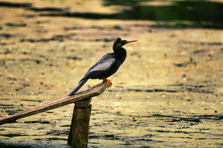 An anhinga perched over a swamp in the low country of South Carolina, USA.