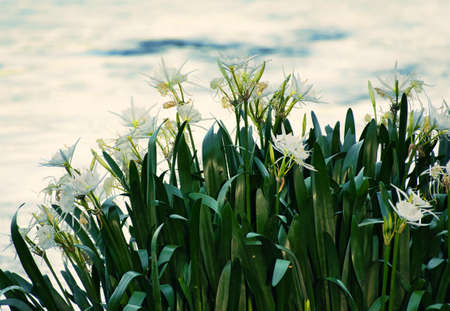 A view of the rare Rocky Shoals Spider lily in bloom on the Catawba river in South Carolina, USA.の写真素材