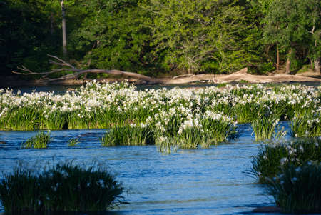 Rocky Shoals Spider lilies in the Catawba river in Landsford Canal State Park blooming in the...