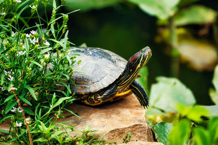 A close up of a slider turtle on a rock by a pond.の写真素材