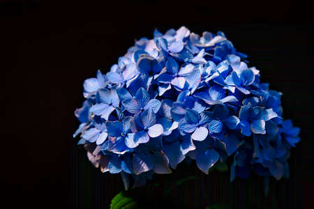 A close up of a beautiful hydrangea flower with a black background.の写真素材