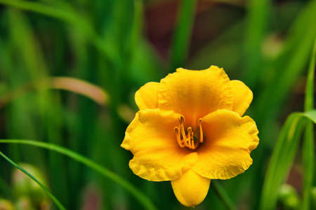 A beautiful yellow daylily in a garden.