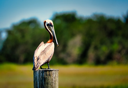 A pelican perched on a post with a blurred background.の写真素材