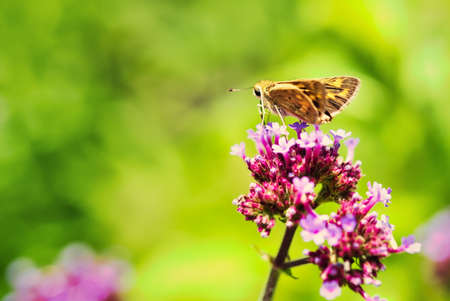 A close up of a moth atop a beautiful flower.