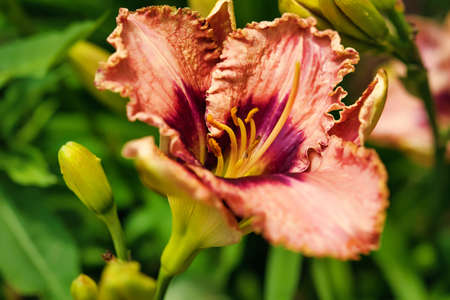 A beautiful lily in a garden.の写真素材