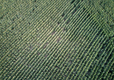 An overhead aerial view of a corn field in the summertime.の写真素材