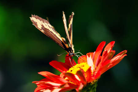 A butterfly atop a colorful flower with a blurred background.
