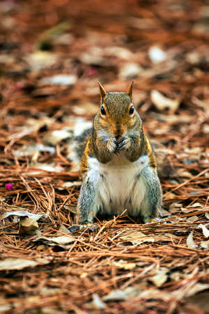 A close up of a gray squirrel with a blurred background.