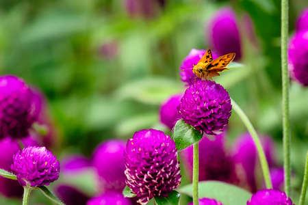 A fiery skipper butterfly on beautiful purple flowers.の写真素材