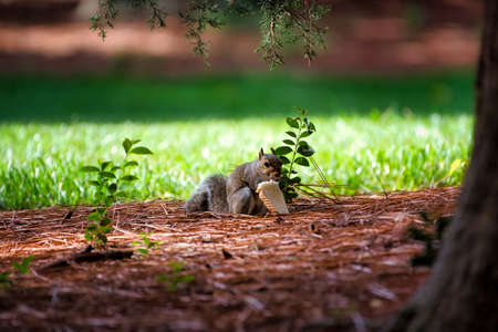 A gray squirrel eating a slice of bread in a park with filtered morning light.の写真素材